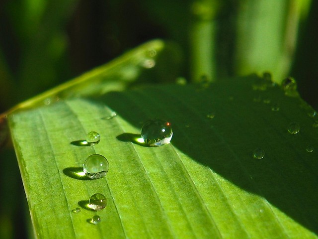 Makrofotografia = zdjcia makro