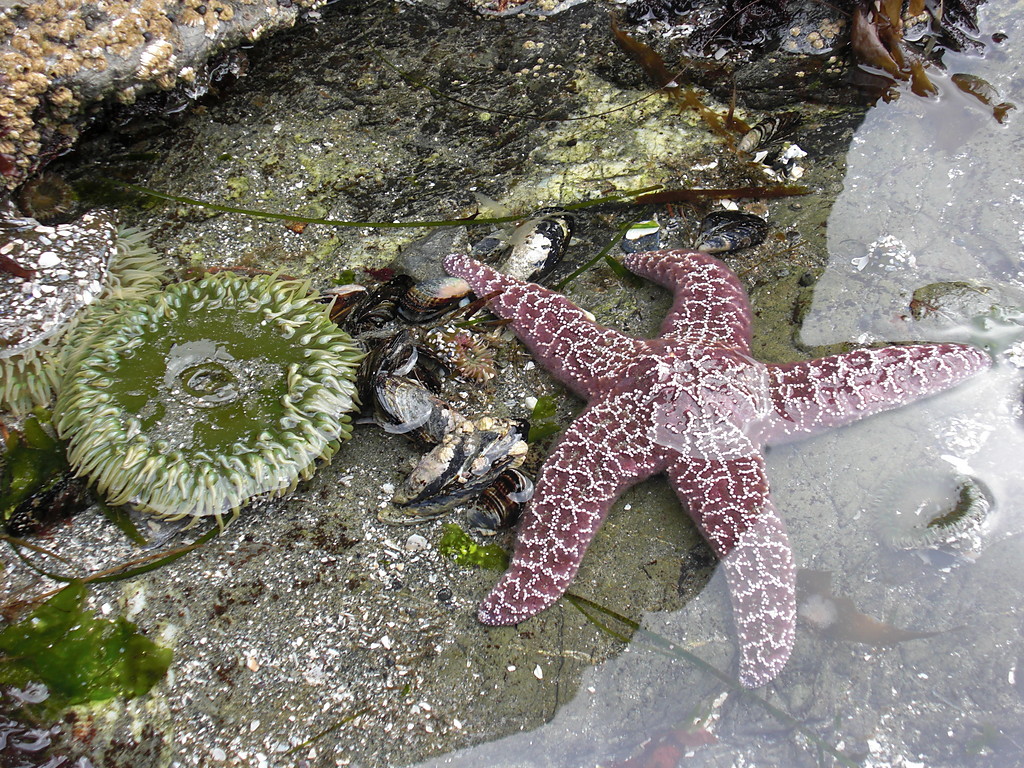 Tofino