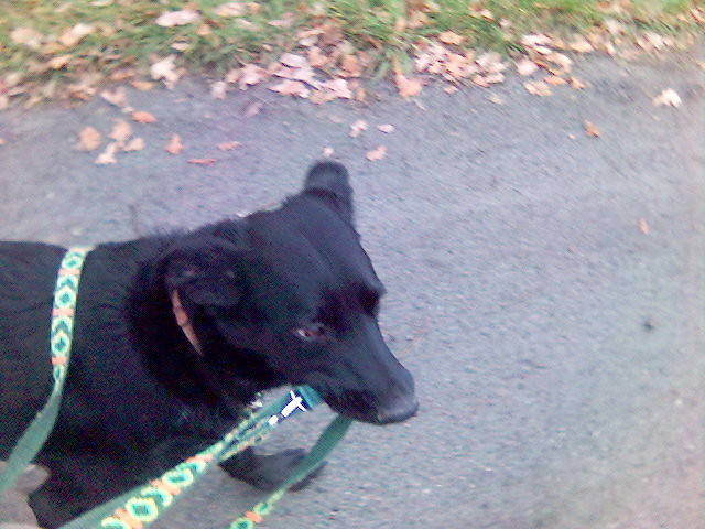 Bemol ;p
