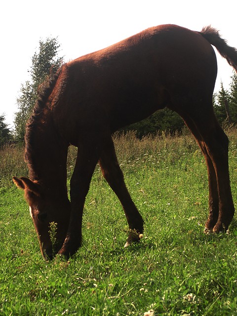 Nado 