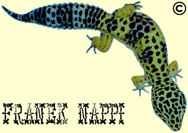 Gekon lamparci