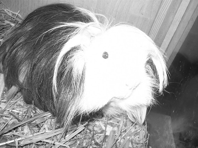 MiLkaa 