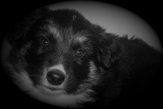 mj  :***
