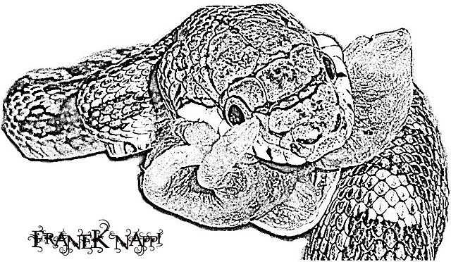 Panterophis alleghaniensis