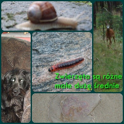 Zwierzta s rne