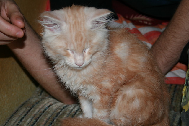 Prych ; P