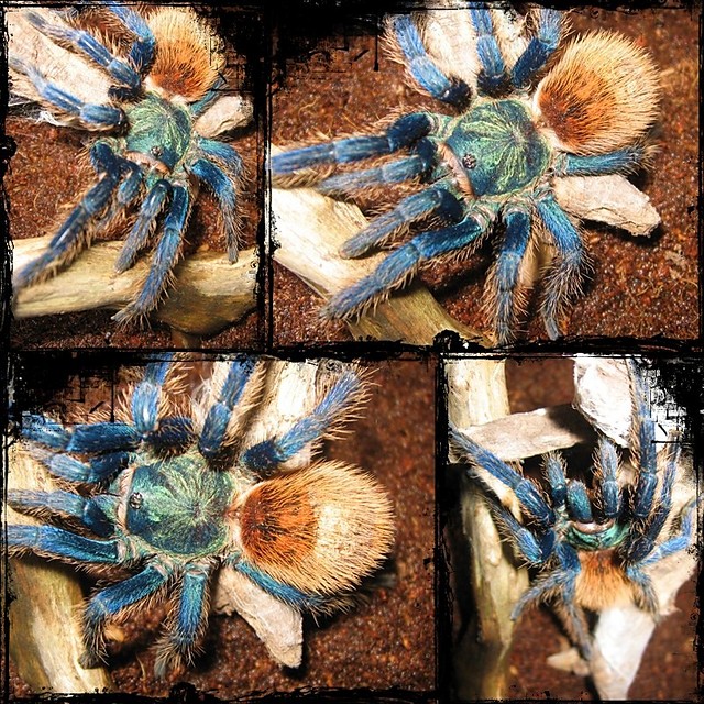 Chromka