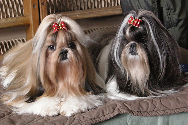 Shih tzu!