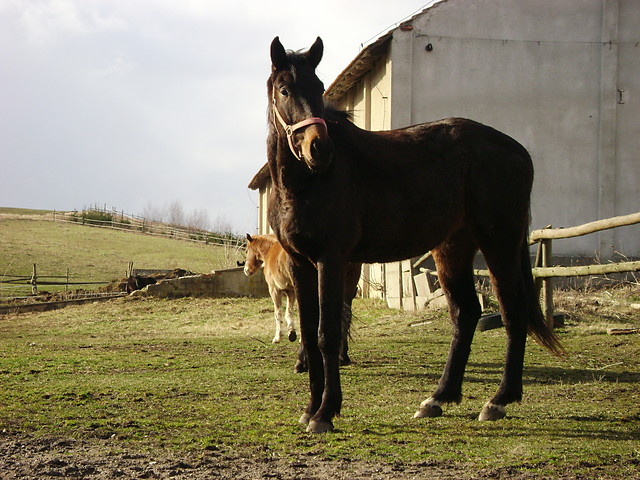 . Kasjano .