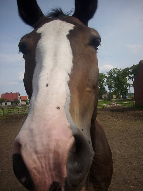 Lidzia znf:D