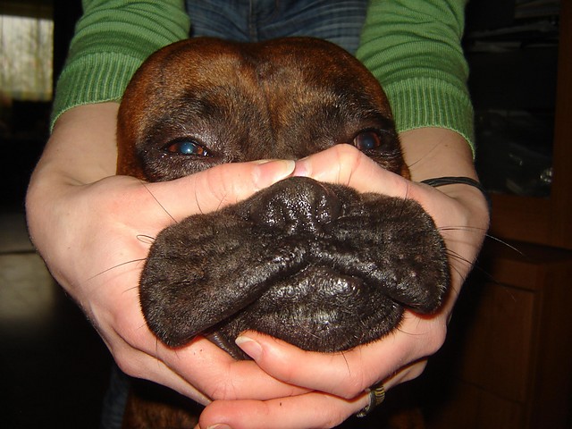 Rocki