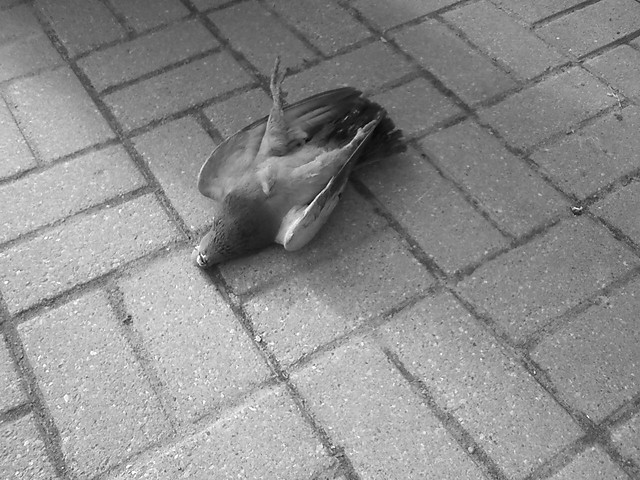 dead birds on the floor