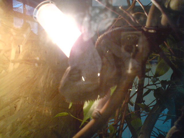 Wamik :**