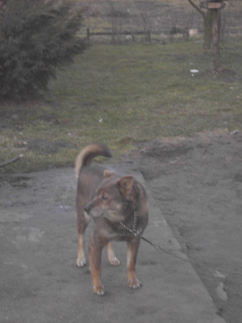 Kajtek