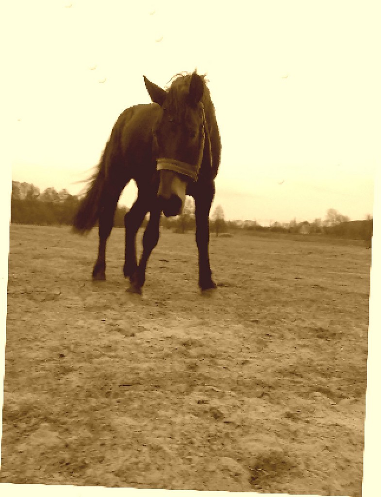 Ksie 