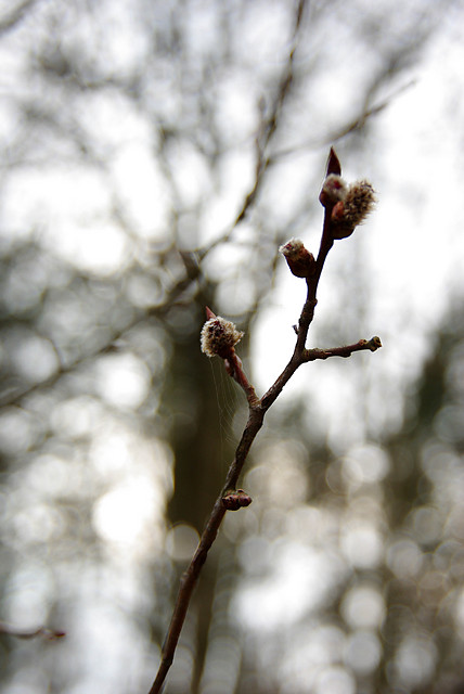 Spring