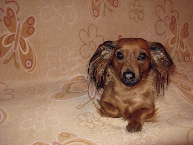 Luka