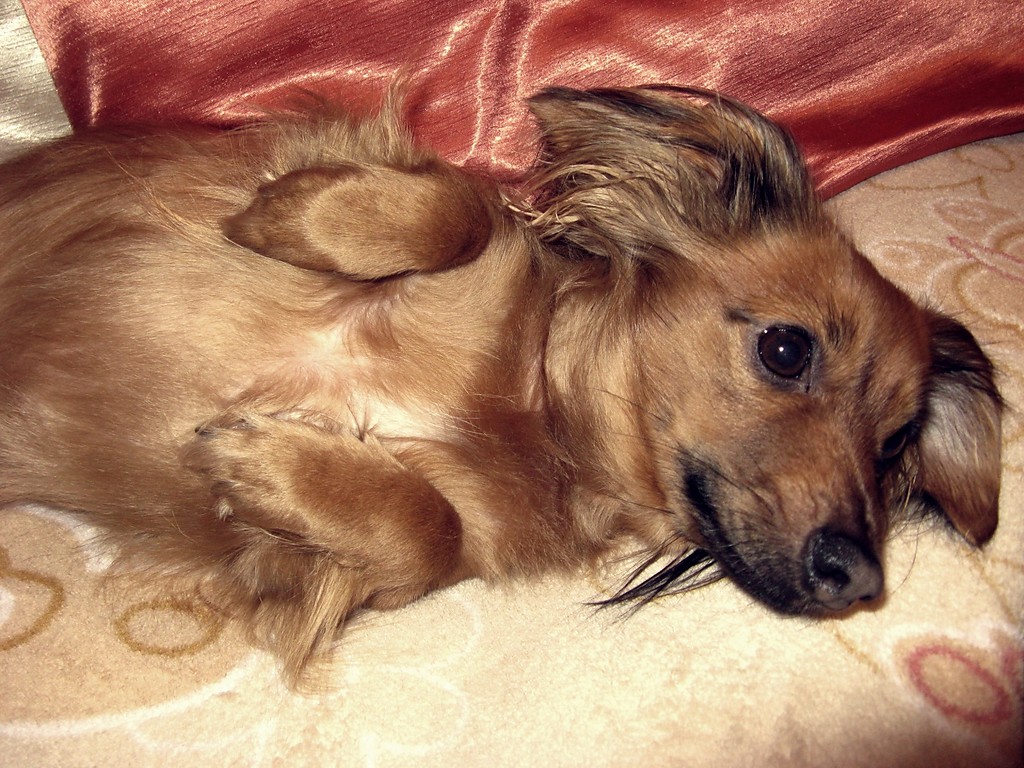 Luka