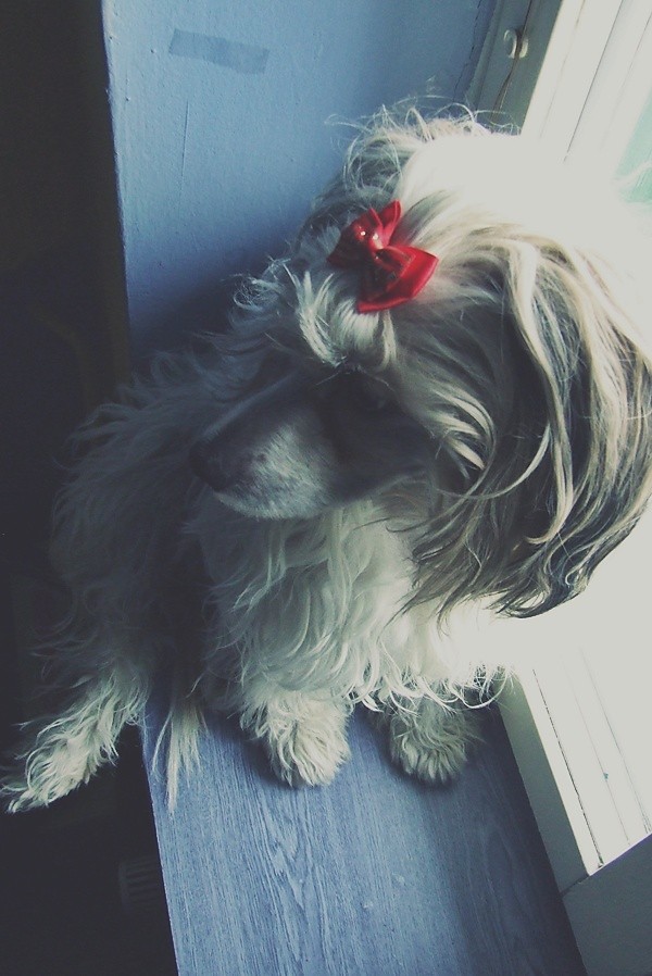 Duti :**
