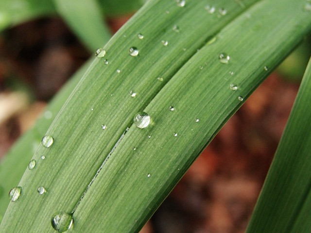 Lato 2008