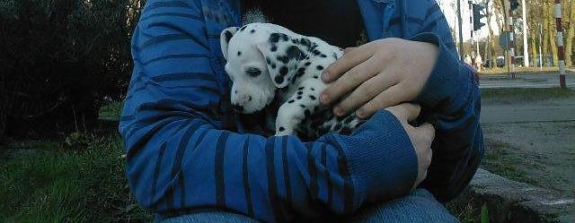 mika.