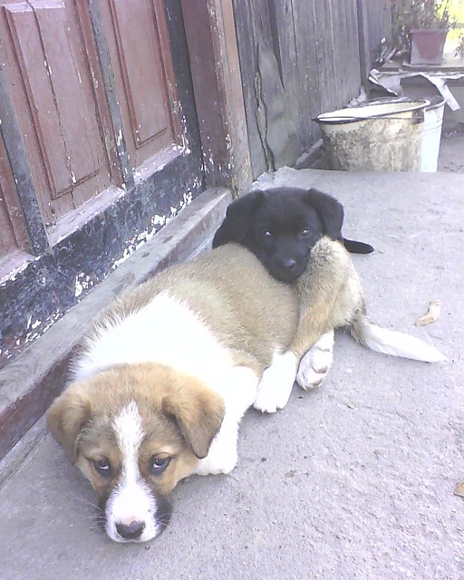 pieski:):)