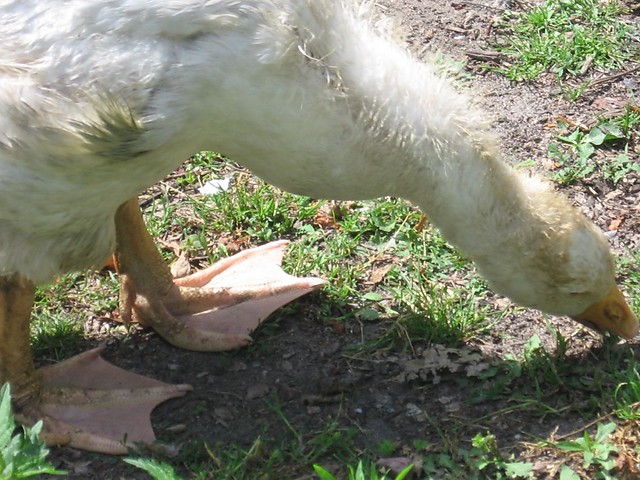 wiosennie