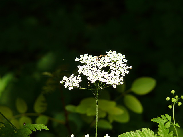 kwiatek 2