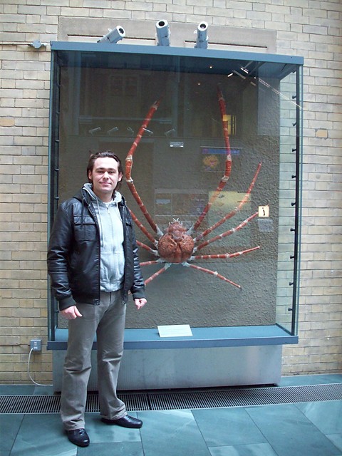 Giant Spider Crab