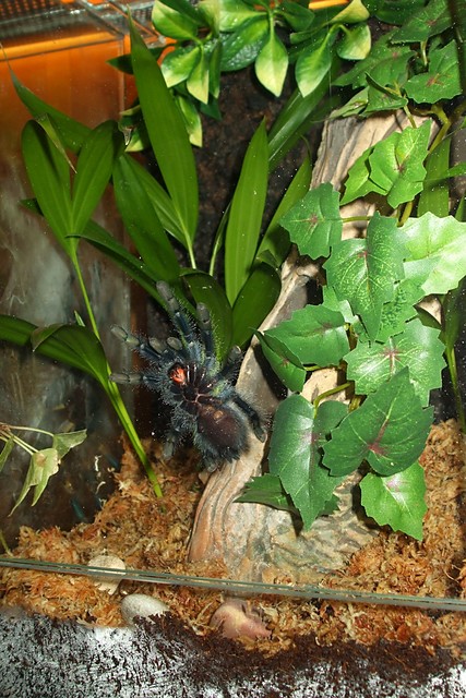 Avicularia geroldi & habitat 