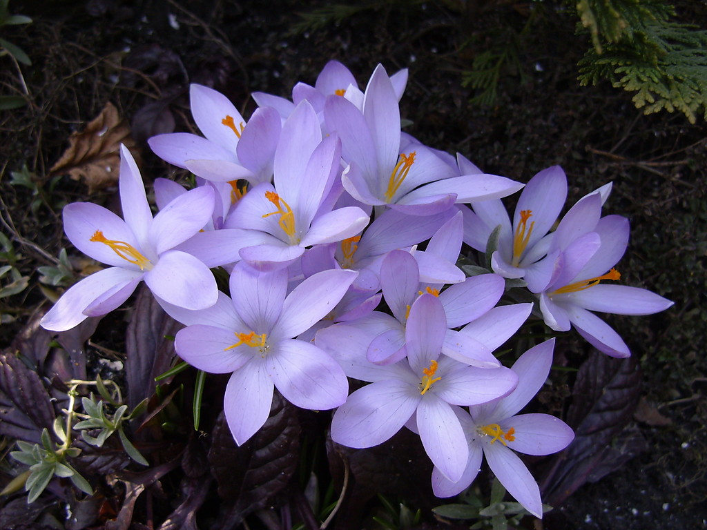 Wiosna c.d.