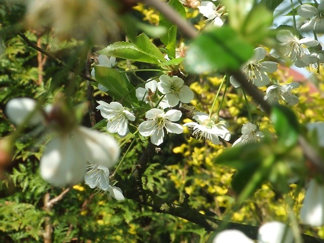 wiosna