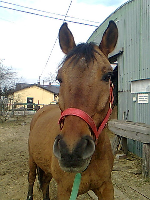 Folderek ;**