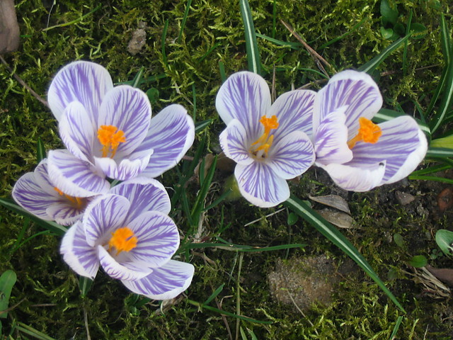 wiosna