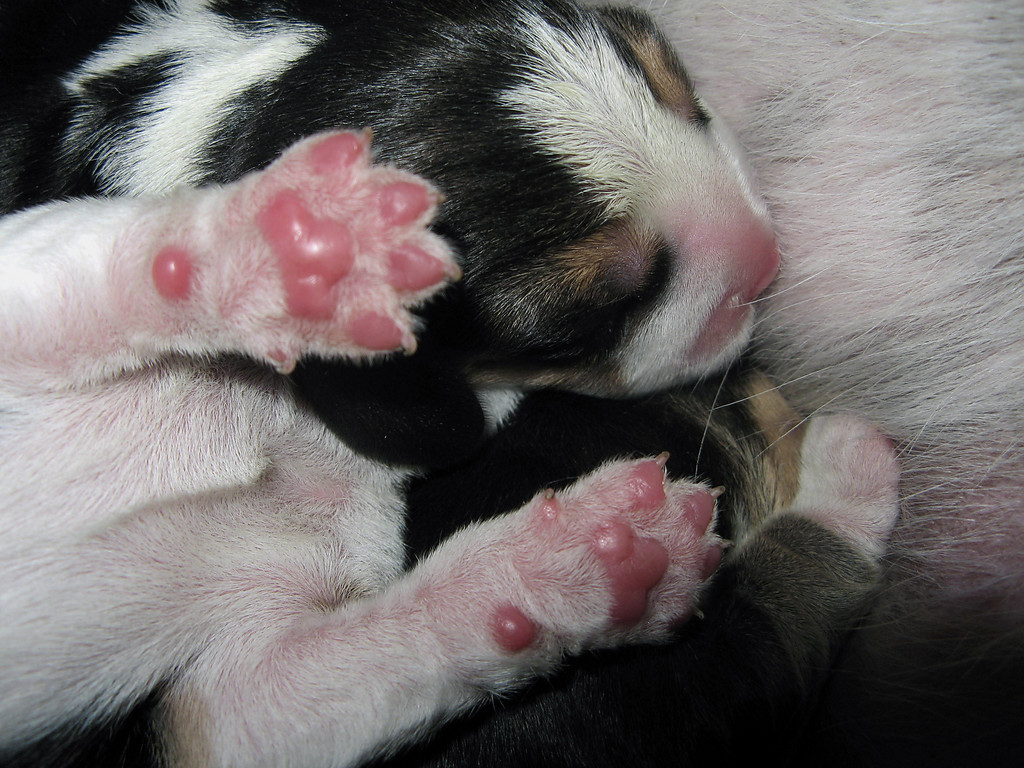 Beagle szczenita miot - 