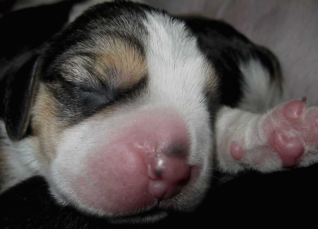Beagle szczenita miot - 