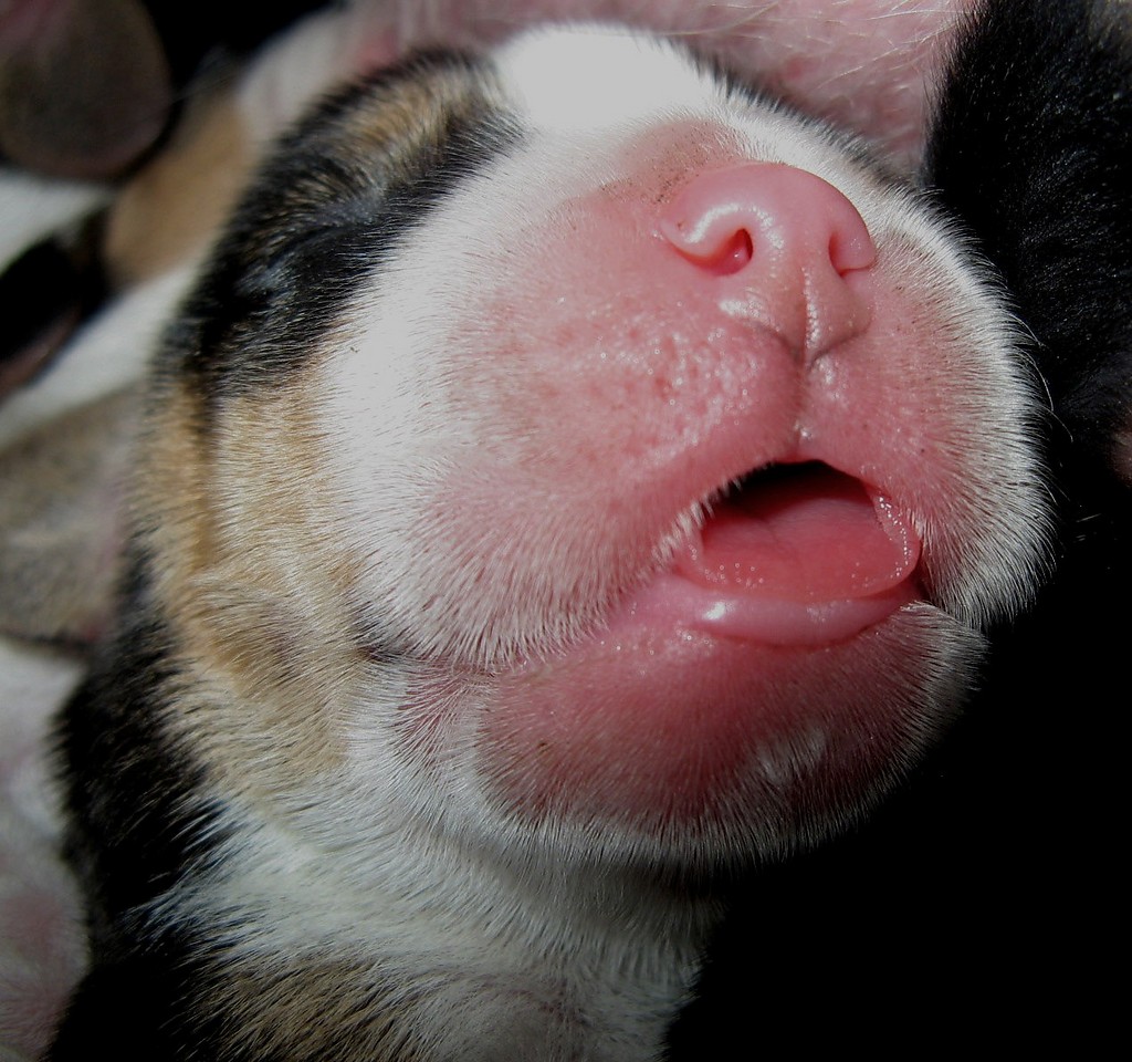 Beagle szczenita miot - 