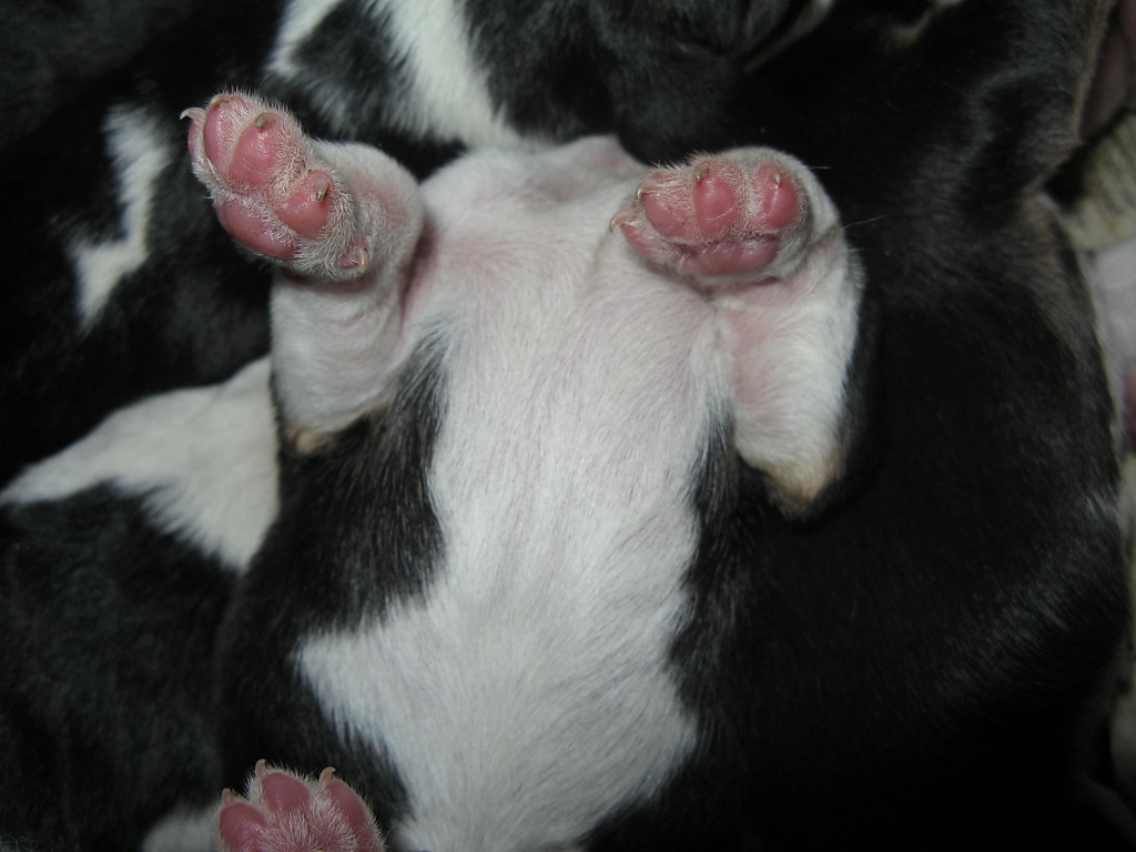 Beagle szczenita miot - 