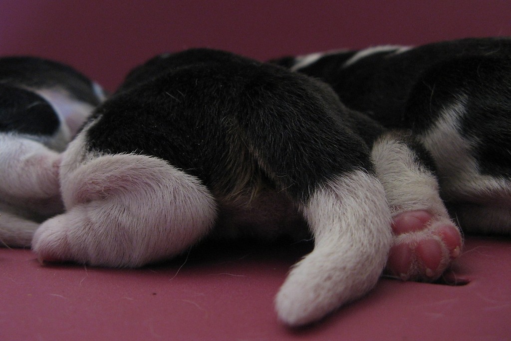 Beagle szczenita miot - 