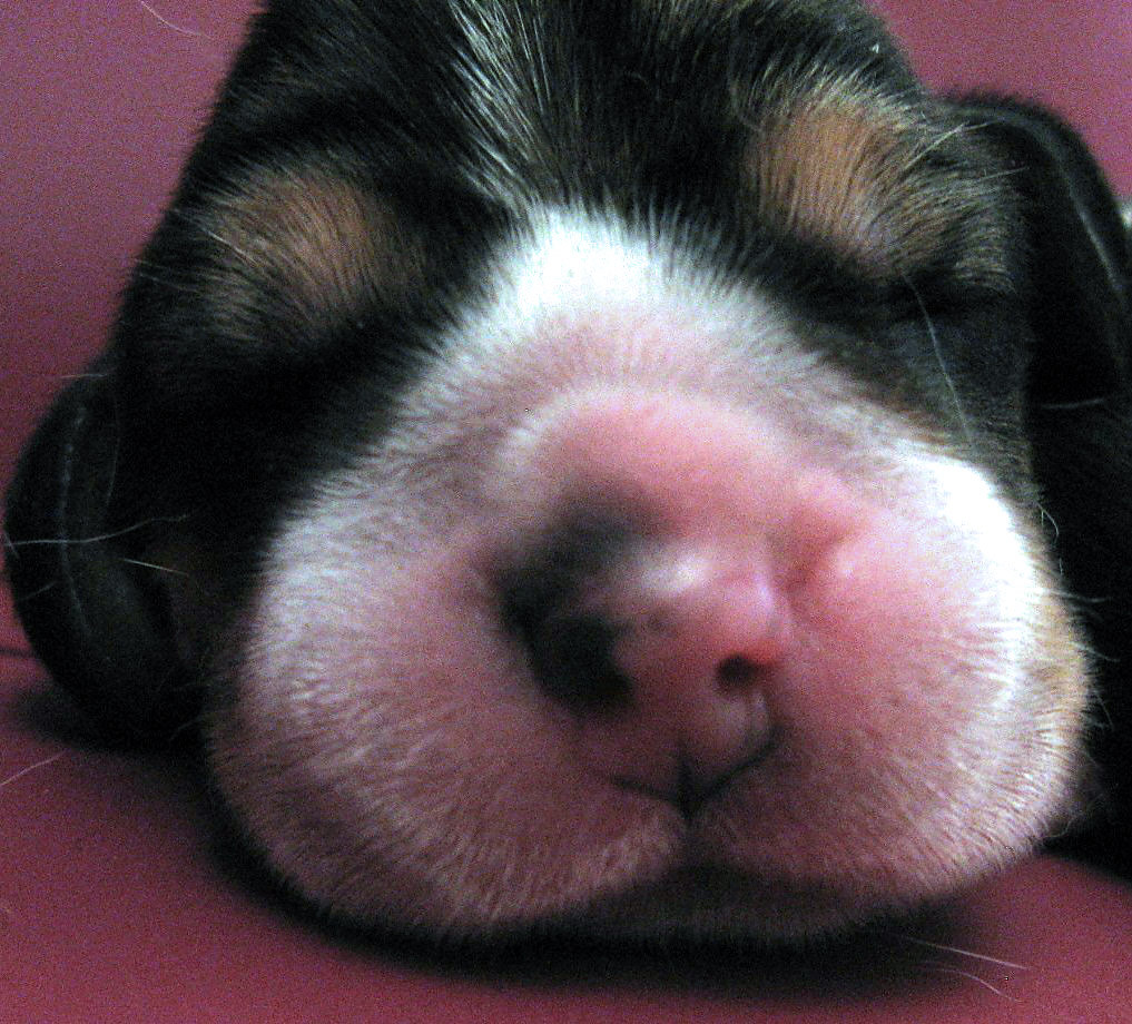 Beagle szczenita miot - 