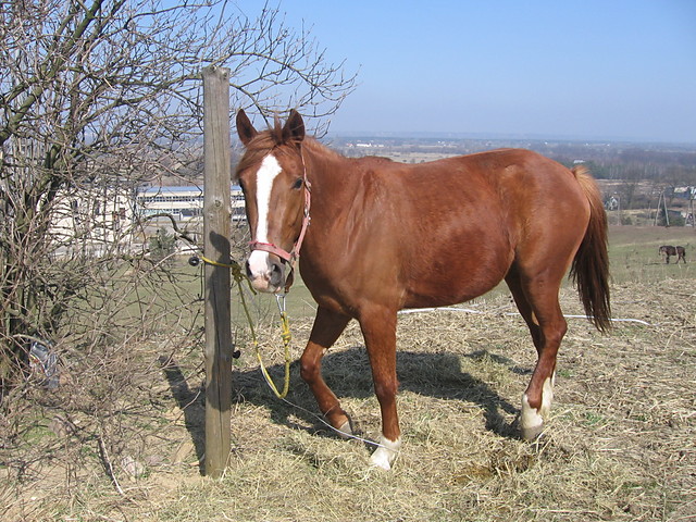 Fisia