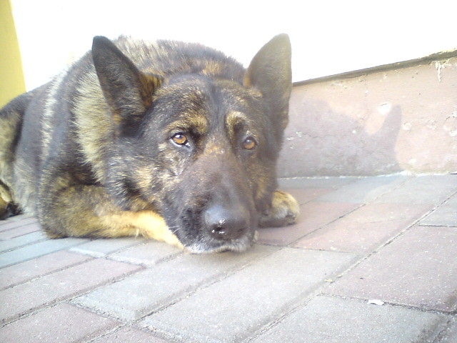 Misio