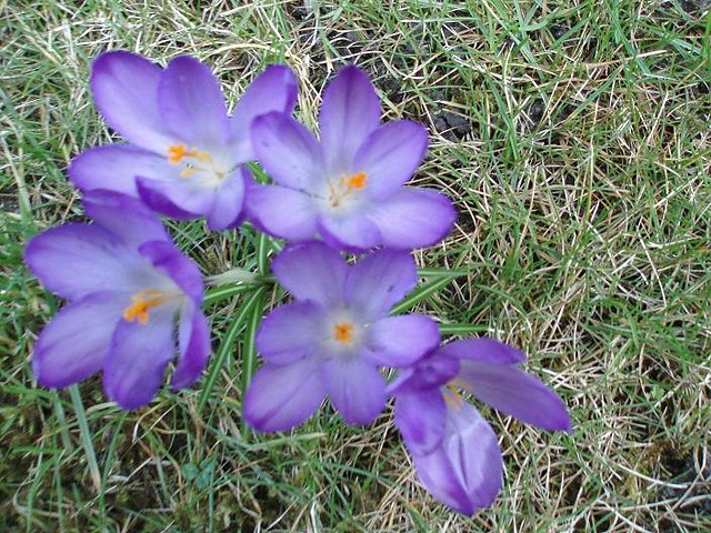 Krokusy :)