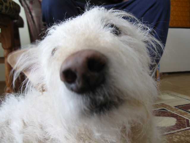The My-dog-Kinol...