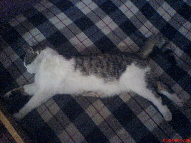 Kocur