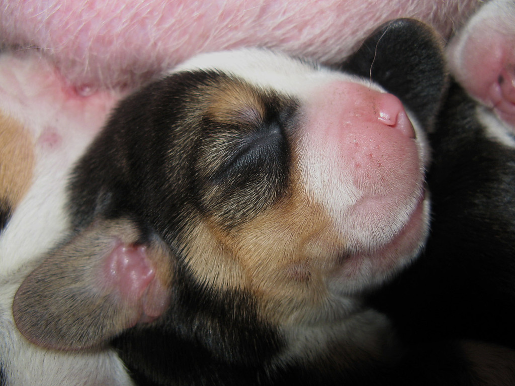 Beagle szczenita miot - 