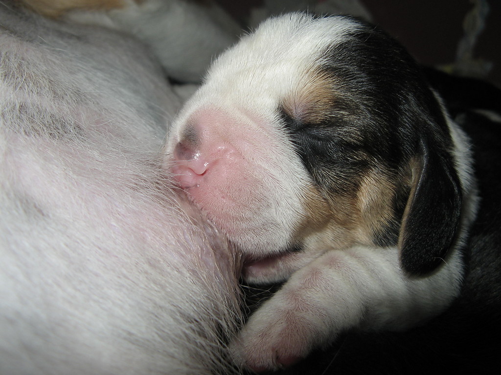 Beagle szczenita miot - 