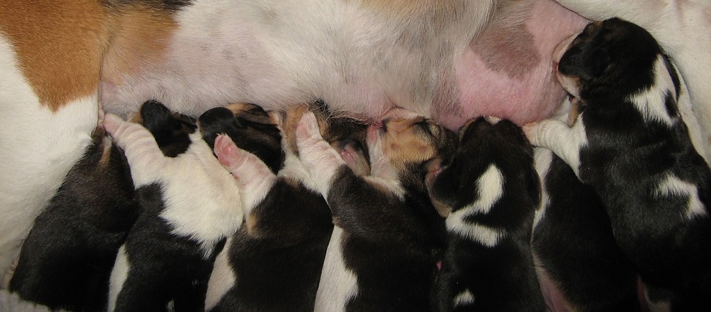 Beagle szczenita miot - 