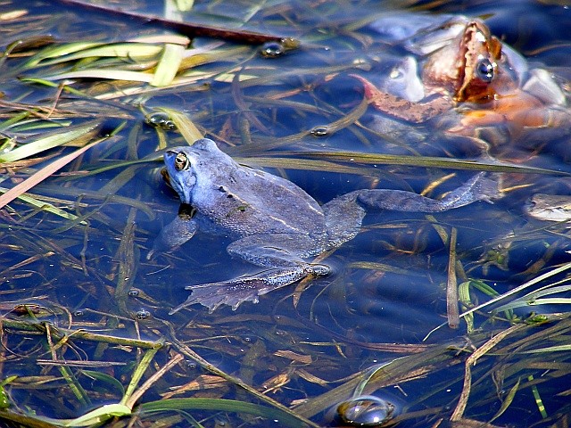 Crazy frog
