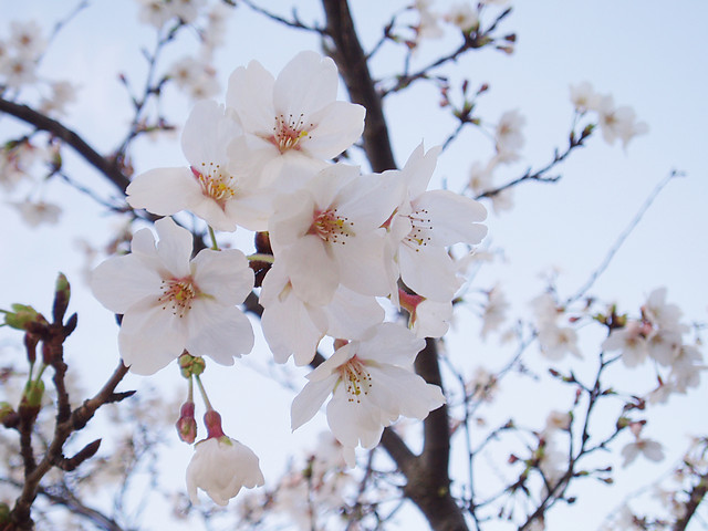 Sakura in Busan, KOREA